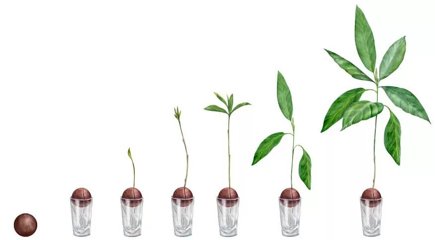 plant activities for preschoolers