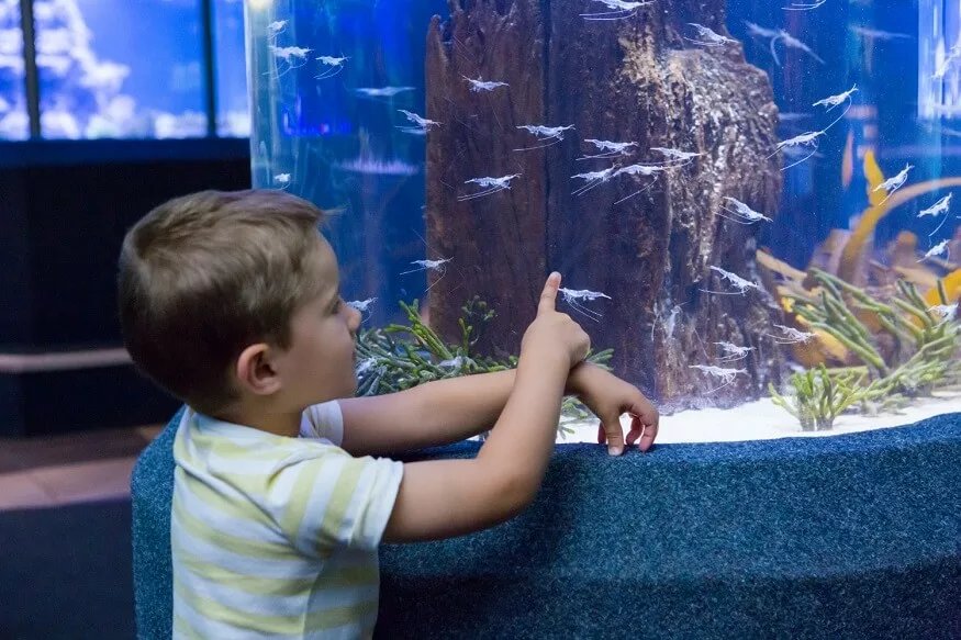 benefits of aquarium school trips