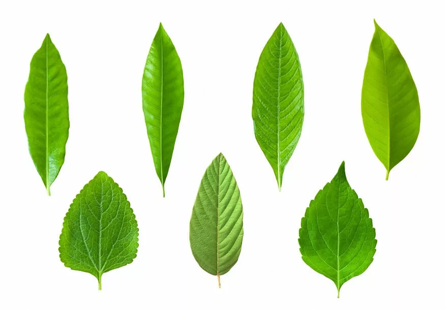 types of leafs